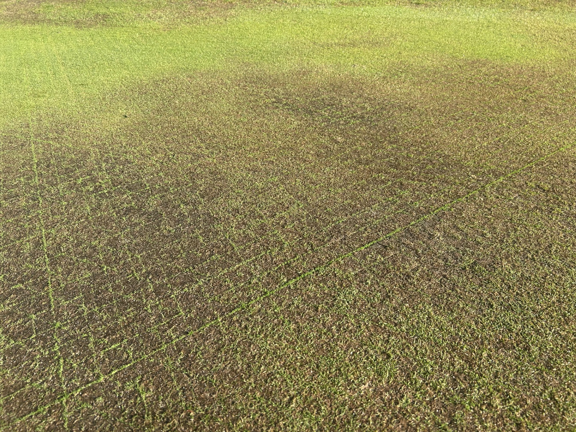 Turf_2.2.jpg (1920×1440)