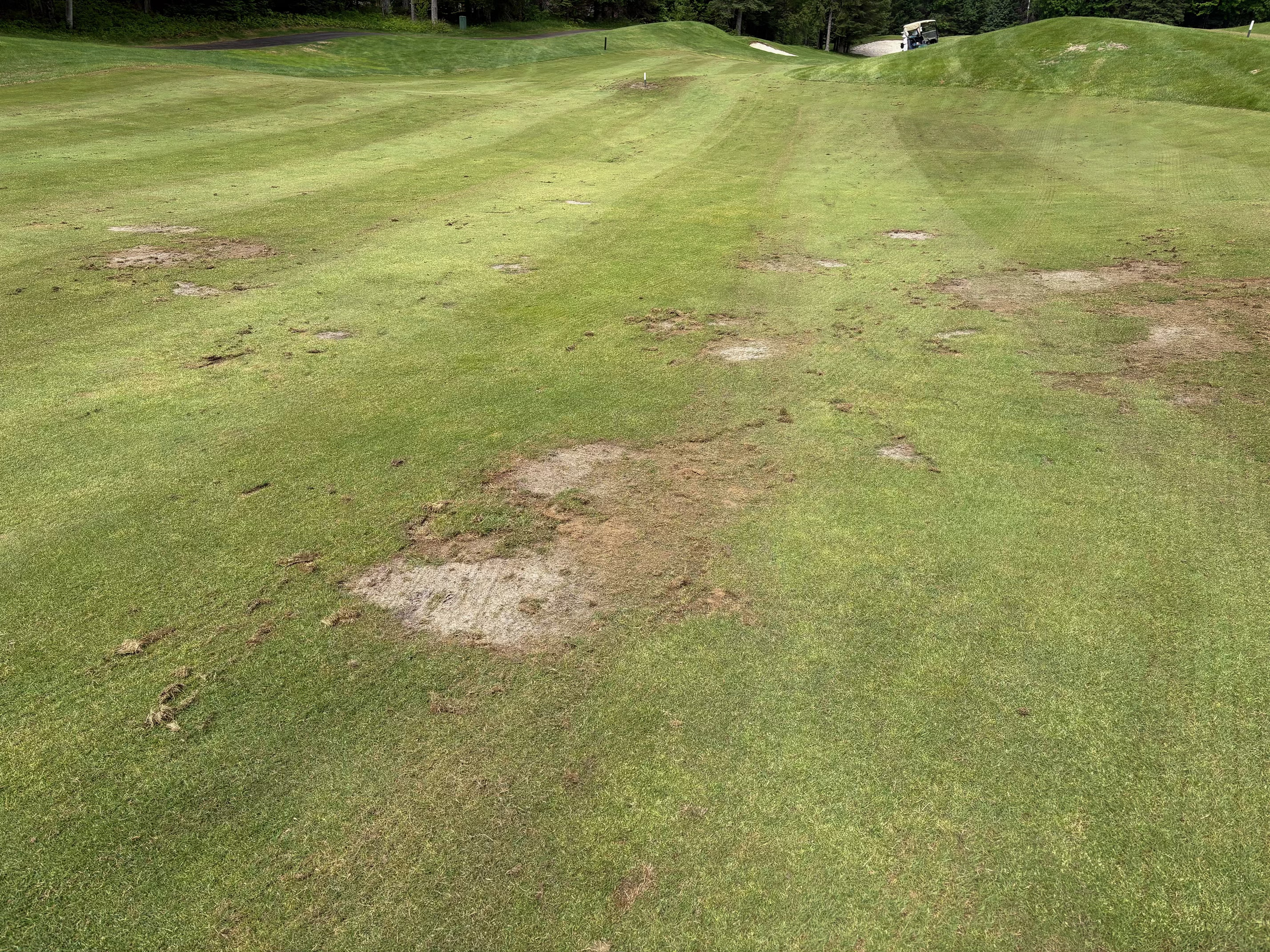 turf.jpg (2856&times;2142)