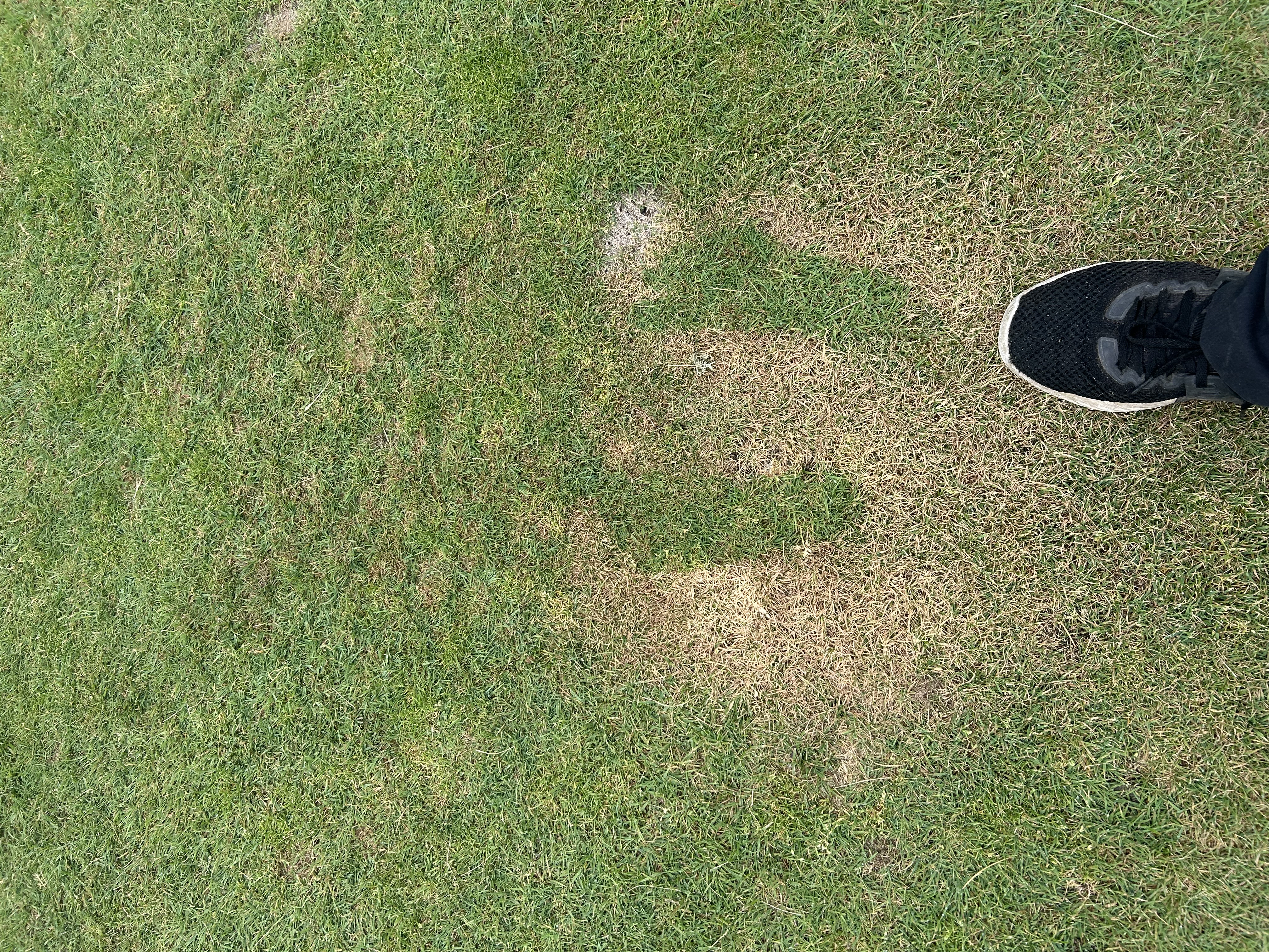 Turf_3.jpeg (3024×4032)