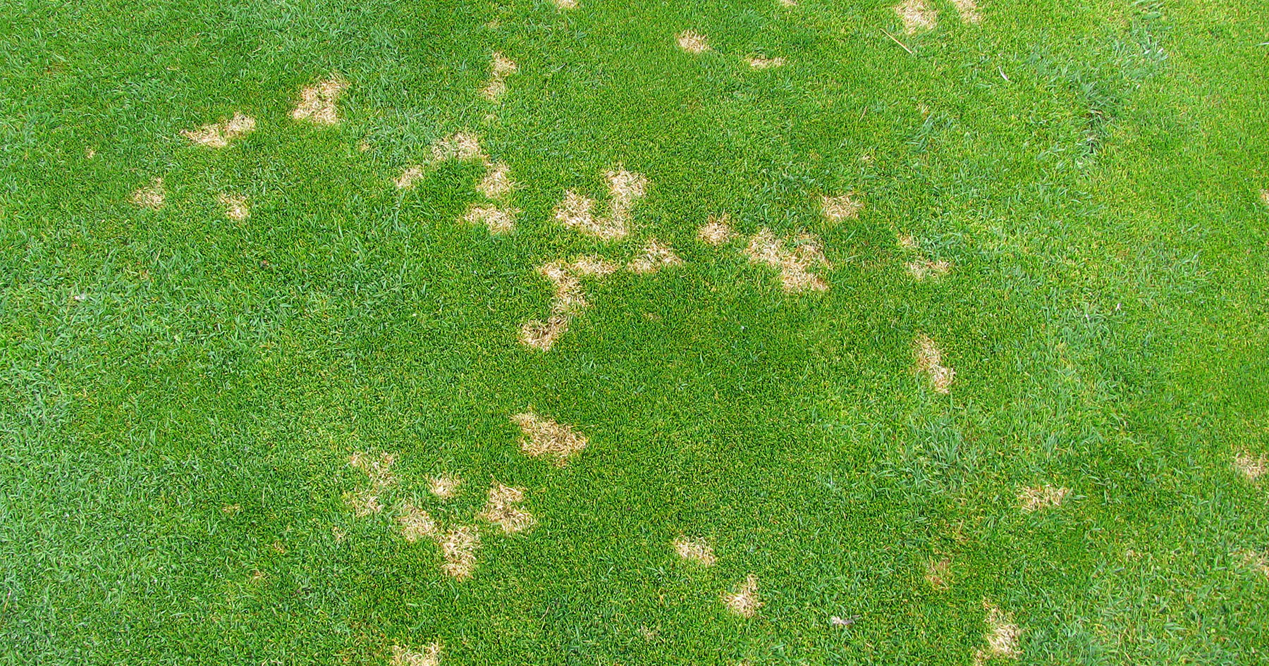 Turf2.jpg (1800×945)